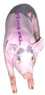 Gl�cksbringer "Roswitha" (ca. 90 - 100 kg)